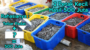 Panen Udang Meningkat Hampir 30 Dengan Suplemen Probiotik Gdm Simak Testimoni Nyata Youtube