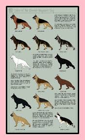 Deutsche Haarfarbe Ideen Im Jahr 2018 Haarfarben Schaferhundwelpen Schaferhunde Deutscher Schaferhund