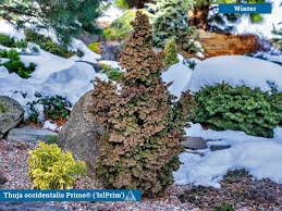 Image result for Hunteria densiflora