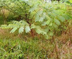 Image result for Mimosa pigra