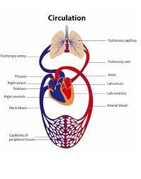 Microc examples c codes proteus isis circuits schematic circuit diagram. Draw Schematic Representation Of Blood Circulation Explain It Brainly In