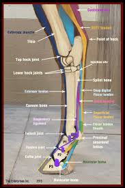 Your legs are two of your most important body parts. Vitals Anatomy Horse Side Vet Guide