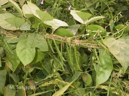 Image result for Teramnus