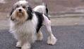 Lowchen Dog Breed Profile | Petfinder