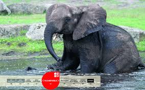 Elephants are intelligent, social and complex animals—and meeting all of their care requirements is a jumbo task. African Elephant Loxodonta Africana Serengeti Park