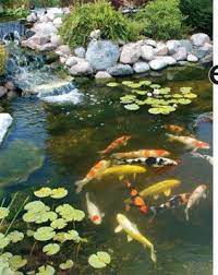 Measure end to end and side to side to find the center. Koi Pond Ponds Backyard Koi Pond Pond Water Features