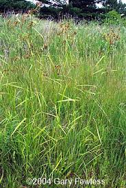 Image result for Scirpus pendulus