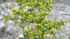الشيح الاسم العلمي Artemisia جنس الا عشاب و الزيوت الطبيعية Facebook