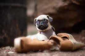 See more ideas about pug puppies, puppies, pugs. Dog Shoes Pug Puppy Hd Wallpaper Wallpaperbetter