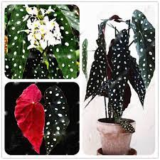 Only 5 Days Hot Sale Buy 2 Get Sale Off 20 Lets Go Lets Go Buy Now Welcome To Visit My Items All Seeds A Begonia Maculata Bonsai Seeds Begonia