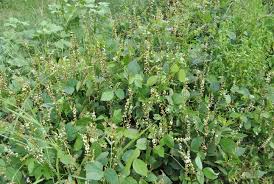 Image result for Neonotonia