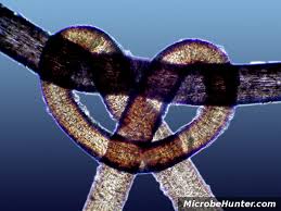 Each hair on the human scalp is divided into a hair shaft that protrudes from the skin and a hair for more information on microscope manufacturers, use the buttons below to navigate to their websites Human Hair Under The Microscope Microbehunter Microscopy