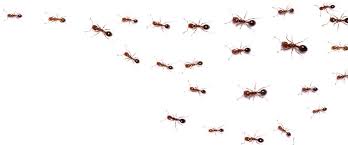 Ants generally don't like the scent of vinegar. Why Home Remedies For Fire Ants Don T Work And What Does