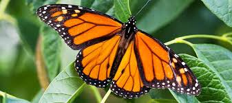 We did not find results for: Game And Parks To Give Away Free Milkweed Seeds In Norfolk