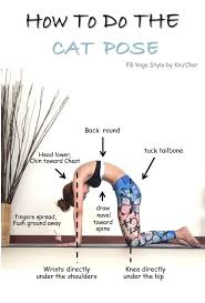 18954915 1201245853334696 8625573166121780043 O Png Jpg 724 1067 Yoga Asanas Basic Yoga Poses Cat Pose Yoga