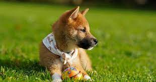 However, the shiba inu token seeks to do step 3: Why Is Shiba Inu Suddenly Skyrocketing Benzinga