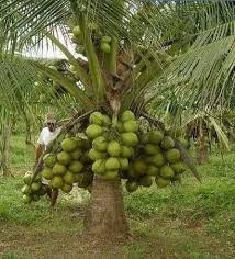 Buyyer masyukkk sporting dari mersing datang borong abis benih kelapa matag. Kelapa Matag Taman Desa Anggerik Bandar Baru Nilai Nilai 2021
