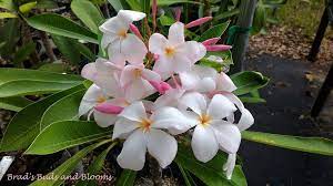 Pink Pudica Pudica Hybrid With Color Frangrance Very Limited Plumeria Pudica Plumeria Pretty Plants