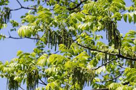 Shop our huge selection of flowering trees online with delivery right to your door. Growing Walnut Trees Varieties Planting Guide Care Problems And Harvest