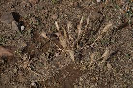 Image result for Aristida congesta