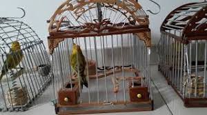 Descargar cantoos de canarios criollos : Descargar Canto De Canario Criollo Canary Birdsong Mp3