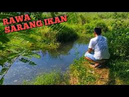 Temukan Spot Mancing Rawa Sarang Ikan Youtube