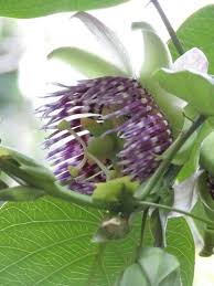 Image result for Passiflora ligularis