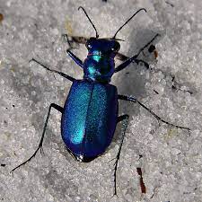 Cicindela Scutellaris Unicolor Festive Tiger Beetle How To Draw Anything Weird Animals Beach Body Ready
