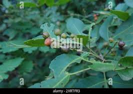 Image result for Searsia natalensis