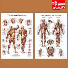Anatomy bones gross anatomy anatomy and physiology quiz muscular system anatomy body muscle anatomy muscle diagram body chart anatomy coloring book musculoskeletal system. Muscular System Human Anatomy Muscle Chart Educational Poster Print A4 A3 A2 A1 Ebay