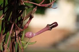 Image result for Ceropegia breviflora
