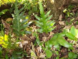 Image result for Microsorum scolopendria