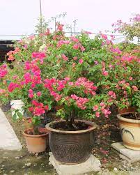 Pin On Bonsai Bougainvillea