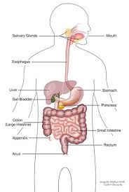 These include production of bile, metabolism of dietary compounds, detoxification, regulation of. All About Liver Cancer Oncolink