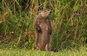 Ensuring he reaches his ultimate goal, the death of the groundhog! Woodchuck Groundhog Mdc Discover Nature