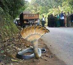 Snake With 7 Heads Found In Mountains In Honduras Omg Animals Unusual Animals Weird Animals