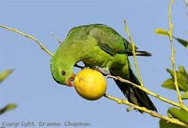 Australian Birds That Lay Eggs On The Ground Breeding Red Winged Parrots Breed Once Each Year Eggs Are Laid In The Hollow Trunk Of A Tall Tree Com Imagens Passaros Coloridos Viveiros Para Passaros Aves Do Brasil