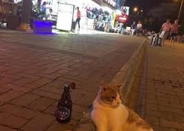 Uzgun Kedi Resmi