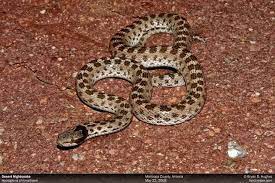Desert Night Snake Snake Snake Removal Reptile Snakes