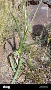 Image result for Albuca setosa