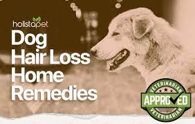 There is no need for treatment as it does not cause any pain or. 13 Simple Dog Hair Loss Home Remedies Prevent Balding
