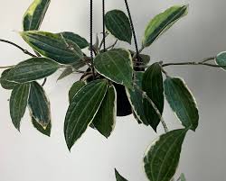 Image result for Mostuea microphylla