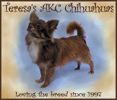 Chihuahuas remained a rarity until the early 20th century and the american kennel club. Teresa S Akc Chihuahuas