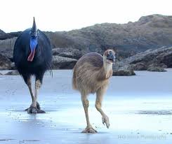 Bird That Looks Like An Ostrich Je D Zo K On Twitter Australia Animals Pet Birds Australian Animals