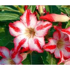 Chris columbus (the director of the first two films. Adenium Obesum Seeds Adenium Harry Potter Seeds