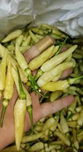 Lada (piper albi linn) adalah tanaman yang kaya akan kandungan kimia, seperti minyak lada, minyak lemak, juga pati. Lada Putih Sabah Home Facebook