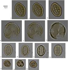 Image result for Ritchiea