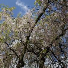 How and when to plant flowering trees. Winter Flowering Cherry Trees For Sale Online View Now