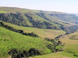 Image result for Schlechterina