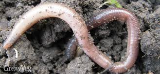 Where can i buy worms for my garden. Earthworms An Essential Part Of Any Vegetable Garden